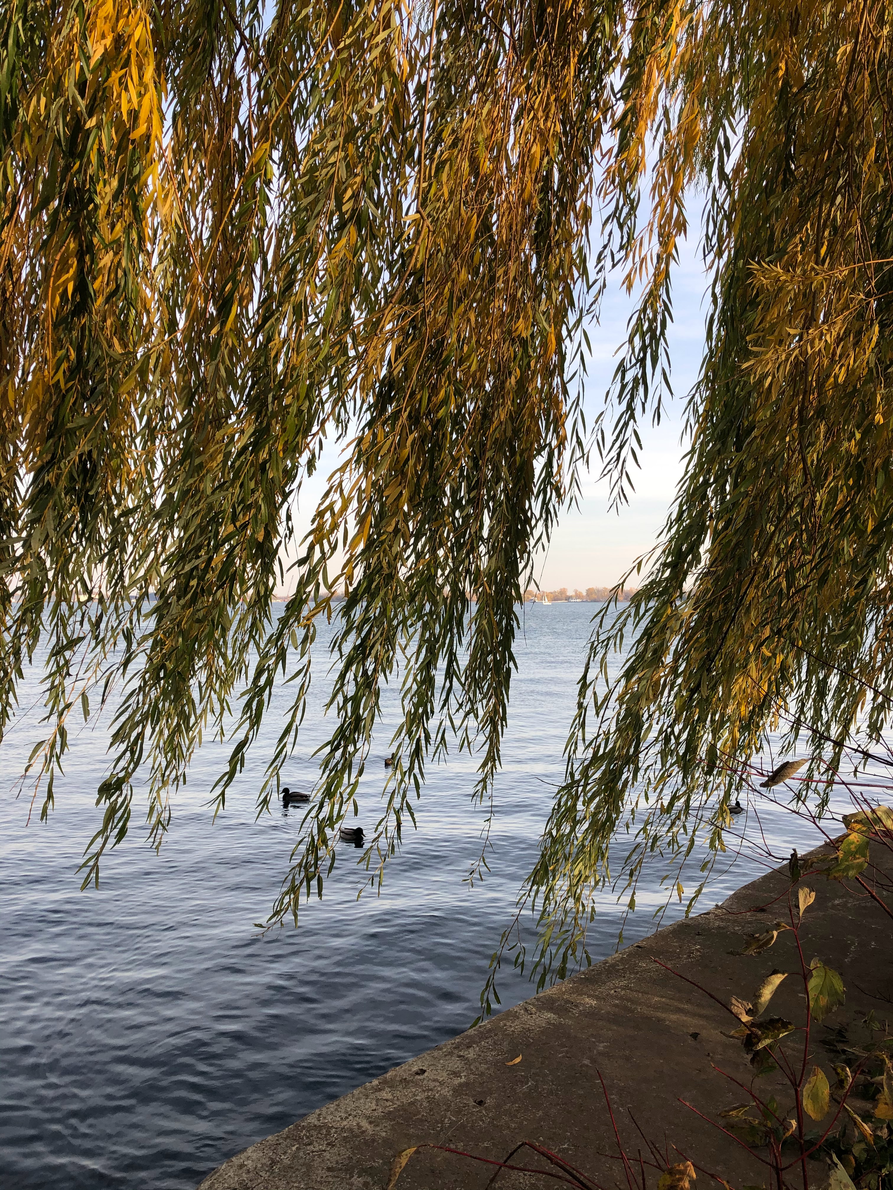 willow tree hanging over water